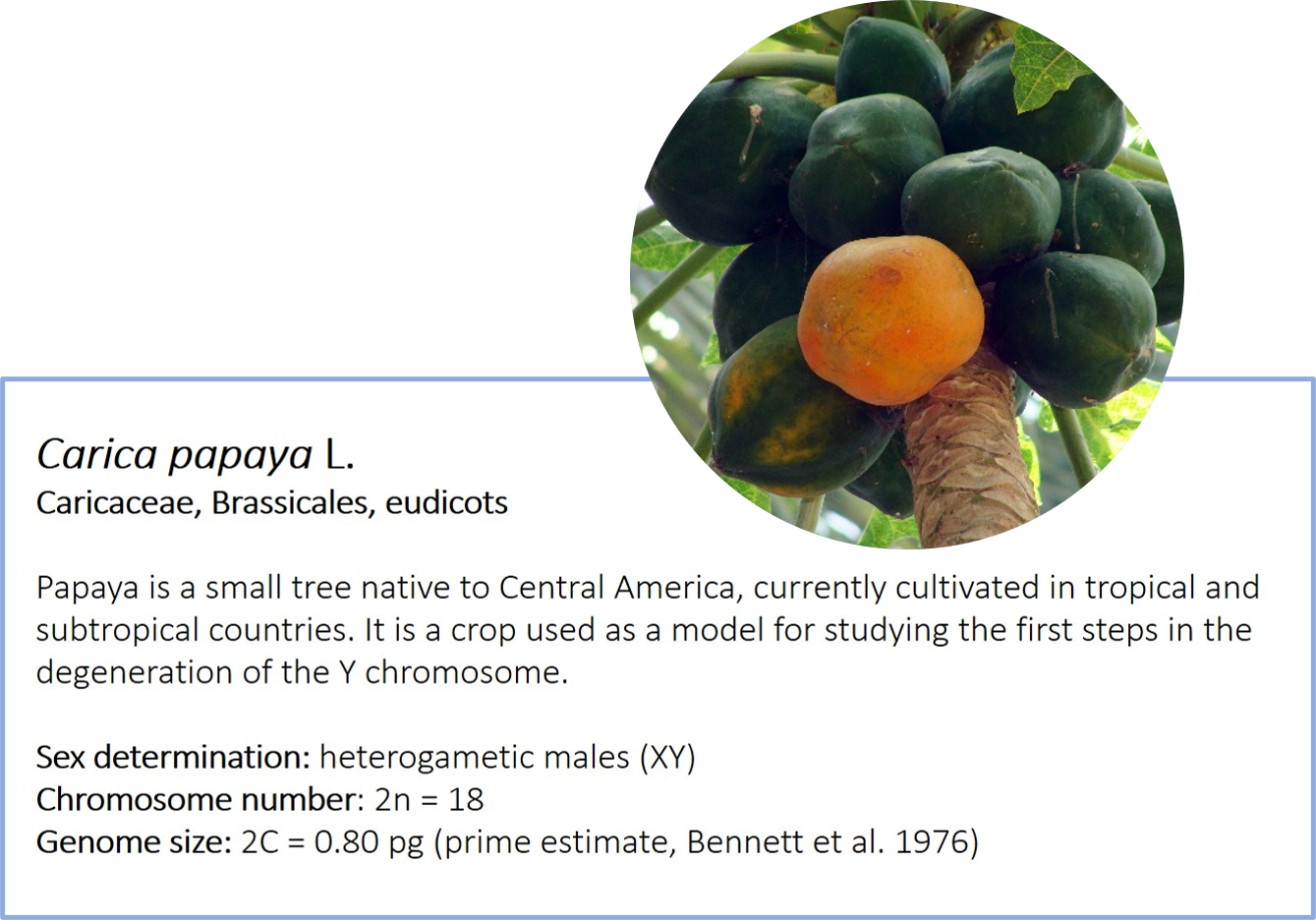 Carica papaya